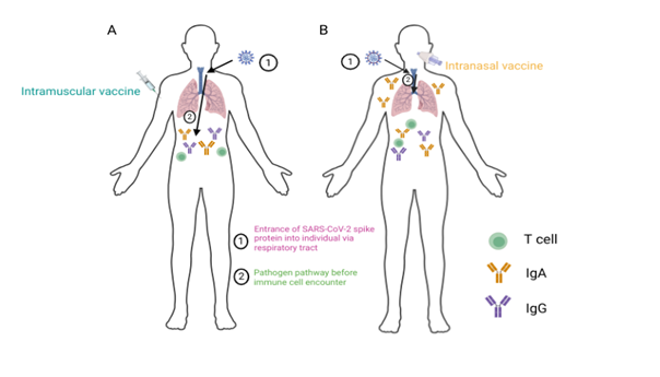 Could intranasal delivery improve COVID-19 vaccines?